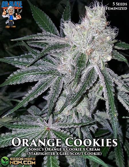 Orange Cookies