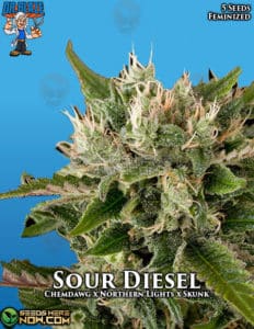 Sour Diesel S1 (feminized) - Dr. Blaze