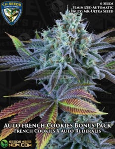 Auto French Cookies Bonus Pack (autoflower) - T.h. Seeds