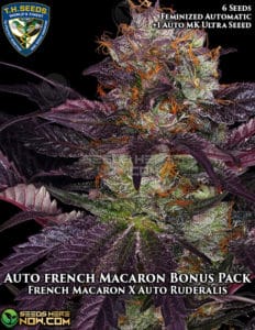 Auto French Macaron Bonus Pack (autoflower) - T.h. Seeds
