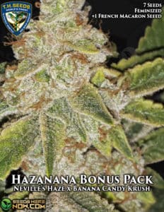 Hazanana 710 Bonus Pack (feminized) - T.h. Seeds