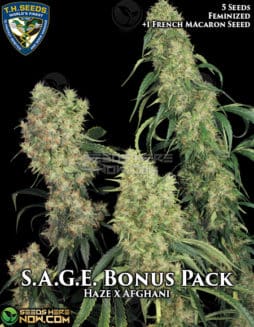 T.H. Seeds - S.A.G.E. Bonus Pack {FEM} [6pk]