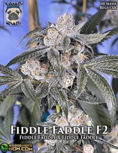 Fiddle Faddle F2 (Regular) - Thug Pug Genetics