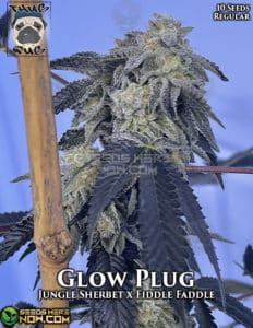 Glow Plug (regular) - Thug Pug Genetics