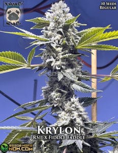 Krylon (Regular) - Thug Pug Genetics
