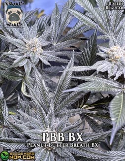 Thug Pug Genetics - PBB BX {REG} [10pk]pbb bx
