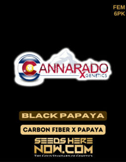 Cannarado Genetics - Black Papaya {FEM} [6pk]Cannarado Carbon Black Papaya