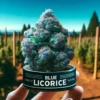 Blue Licorice (regular) - Second Generation Genetics