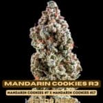 Mandarin Cookies R3 (Feminized) - Ethos Genetics