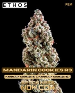 Mandarin Cookies R3 (feminized) - Ethos Genetics