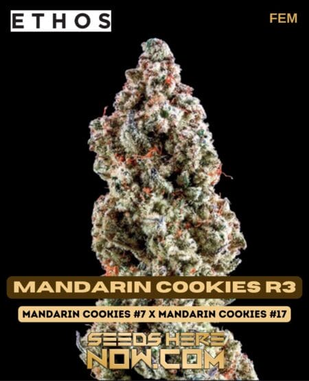 Mandarin Cookies R3 (feminized) - Ethos Genetics