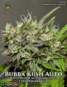 Bubba Kush Auto (autoflower) - Automatically Delicious