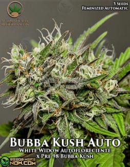 Automatically Delicious - Bubba Kush Auto {AUTOFEM} [5pk]bubba kush