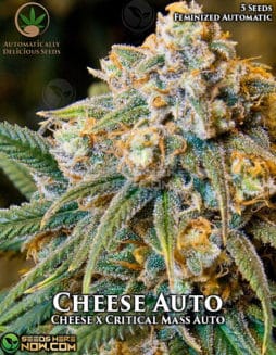 Automatically Delicious - Cheese Auto {AUTOFEM} [5pk]Cheese Auto