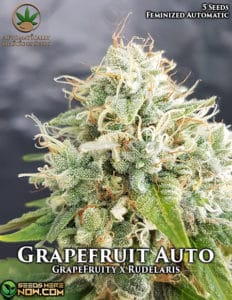 Grapefruit Auto (autoflower) - Automatically Delicious