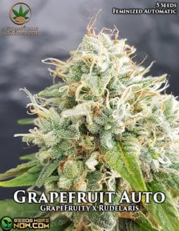 Automatically Delicious - Grapefruit Auto {AUTOFEM} [5pk]grapefruit
