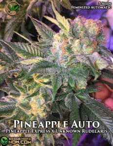 Pineapple Auto (autoflower) - Automatically Delicious