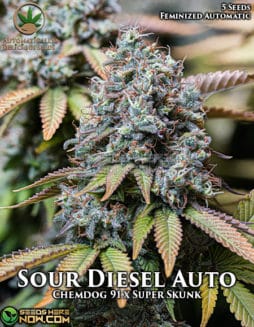 Automatically Delicious - Sour Diesel Auto {AUTOFEM} [5pk]sour diesel