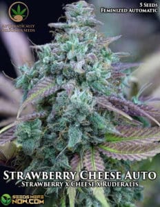Strawberry Cheese Auto (autoflower) - Automatically Delicious