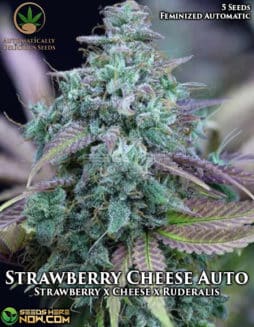 Automatically Delicious - Strawberry Cheese Auto {AUTOFEM} [5pk]strawberry cheese
