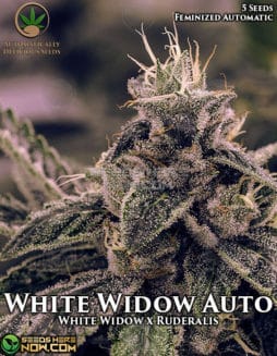Automatically Delicious - White Widow Auto {AUTOFEM} [5pk]white widow