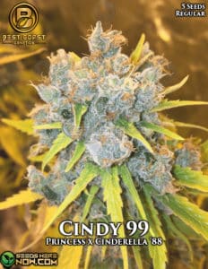 Cindy 99 (regular) - Best Coast Genetics