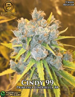 Best Coast Genetics - Cindy 99 {REG} [5pk]cindy 99