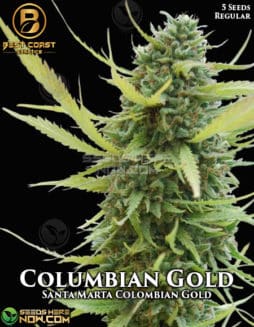 Best Coast Genetics - Colombian Gold {REG} [5pk]Best Coast Genetics - Colombian Gold