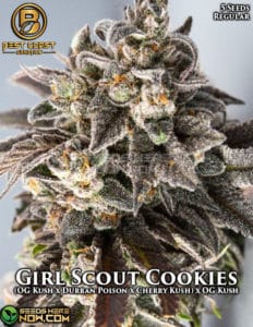 Girl Scout Cookies (Regular) - Best Coast Genetics