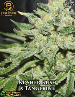 Best Coast Genetics - Kosher Kush x Tangerine {REG} [5pk]kosher kush x tangerine