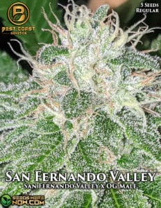 San Fernando Valley (Regular) - Best Coast Genetics