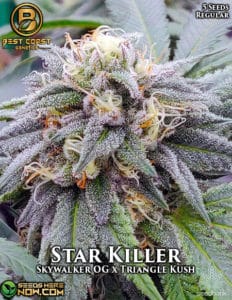 Star Killer (regular) - Best Coast Genetics