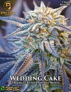 Wedding Cake (regular) - Best Coast Genetics
