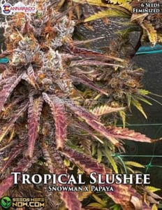 Tropical Slushee (Feminized) - Cannarado Genetics