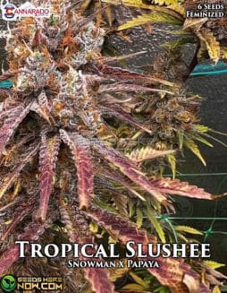 tropical slushee