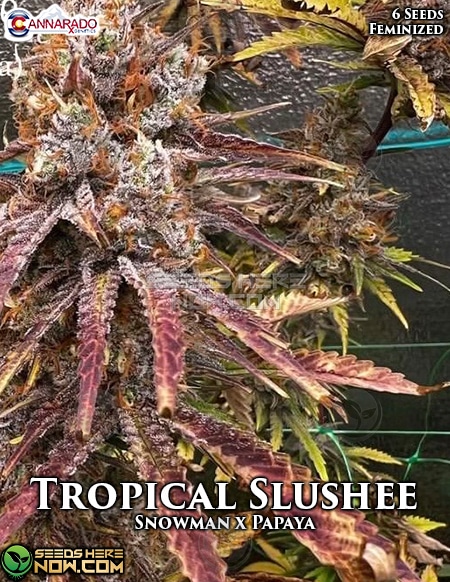 Tropical Slushee