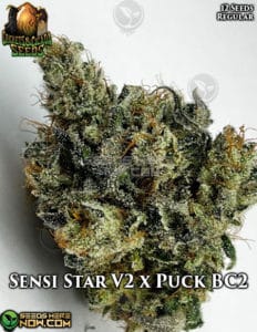 Sensi Star V2 x Puck BC2 (Regular) - Crickets and Cicada Seeds