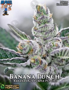 Banana Punch S1 (Feminized) - Dr. Blaze