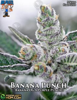 Dr. Blaze - Banana Punch {FEM} [5pk]banana punch