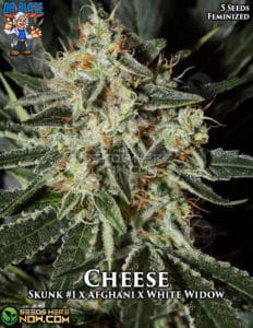 Cheese S1 (feminized) - Dr. Blaze
