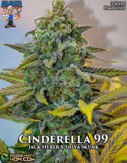 Dr. Blaze - Cinderella 99 {FEM} [3pk]cinderella 99