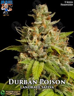 Dr. Blaze - Durban Poison {FEM} [5pk]durban poison