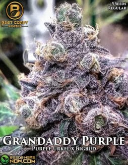 grandaddy purple