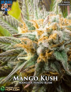 Mango Kush S1 (feminized) - Dr. Blaze