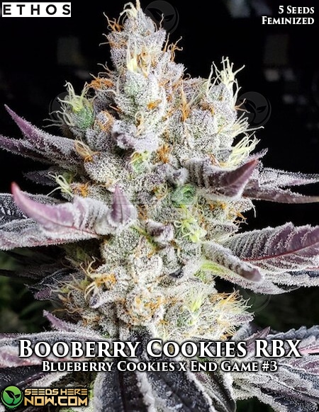 Booberry Cookies Rbx