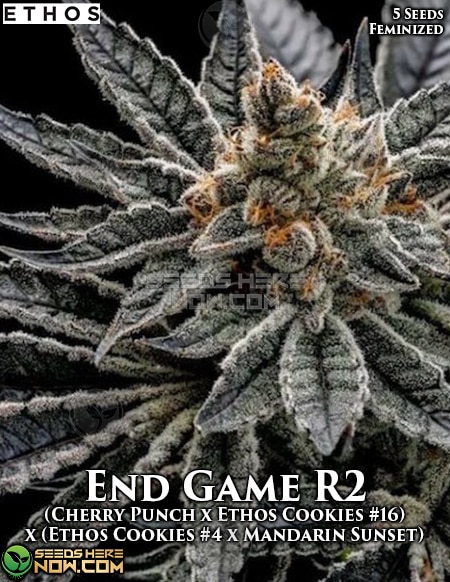 End Game Strain, Cannabis Dispensary