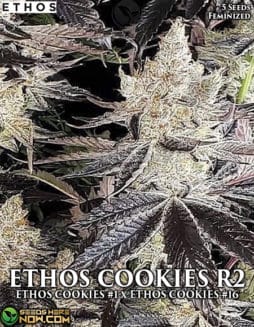 Ethos Genetics - Ethos Cookies R2 {FEM} [5pk]ethos cookies r2