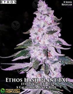 Ethos Genetics - Ethos Hashplant BX1 {REG} [8pk]Ethos Hashplant