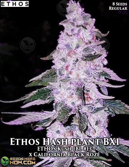 Ethos Hash Plant Bx1