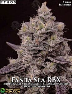 Fanta Sea Rbx (feminized) - Ethos Genetics